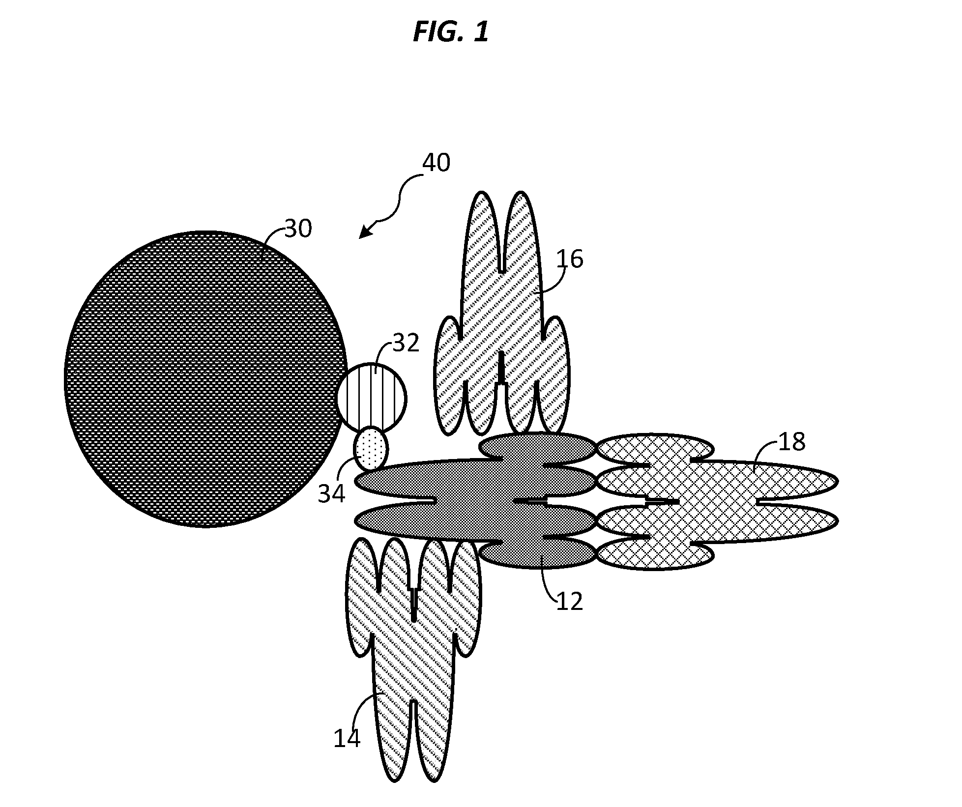 Compositions, systems and methods that detect and/or remove cross-reactive antibodies from a biological sample