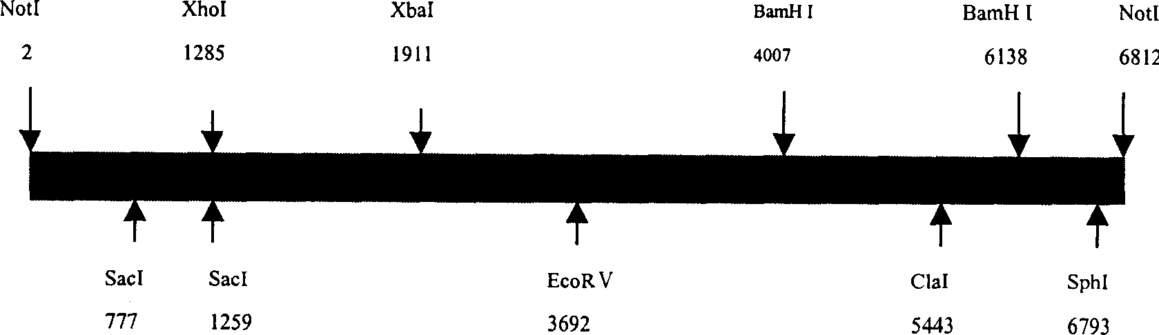 Method of producing human forcing erythrogenin using transgene animal mammary gland