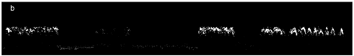 Method for extracting stand structure parameters of artificial forest on basis of aerial photogrammetric measurement point clouds