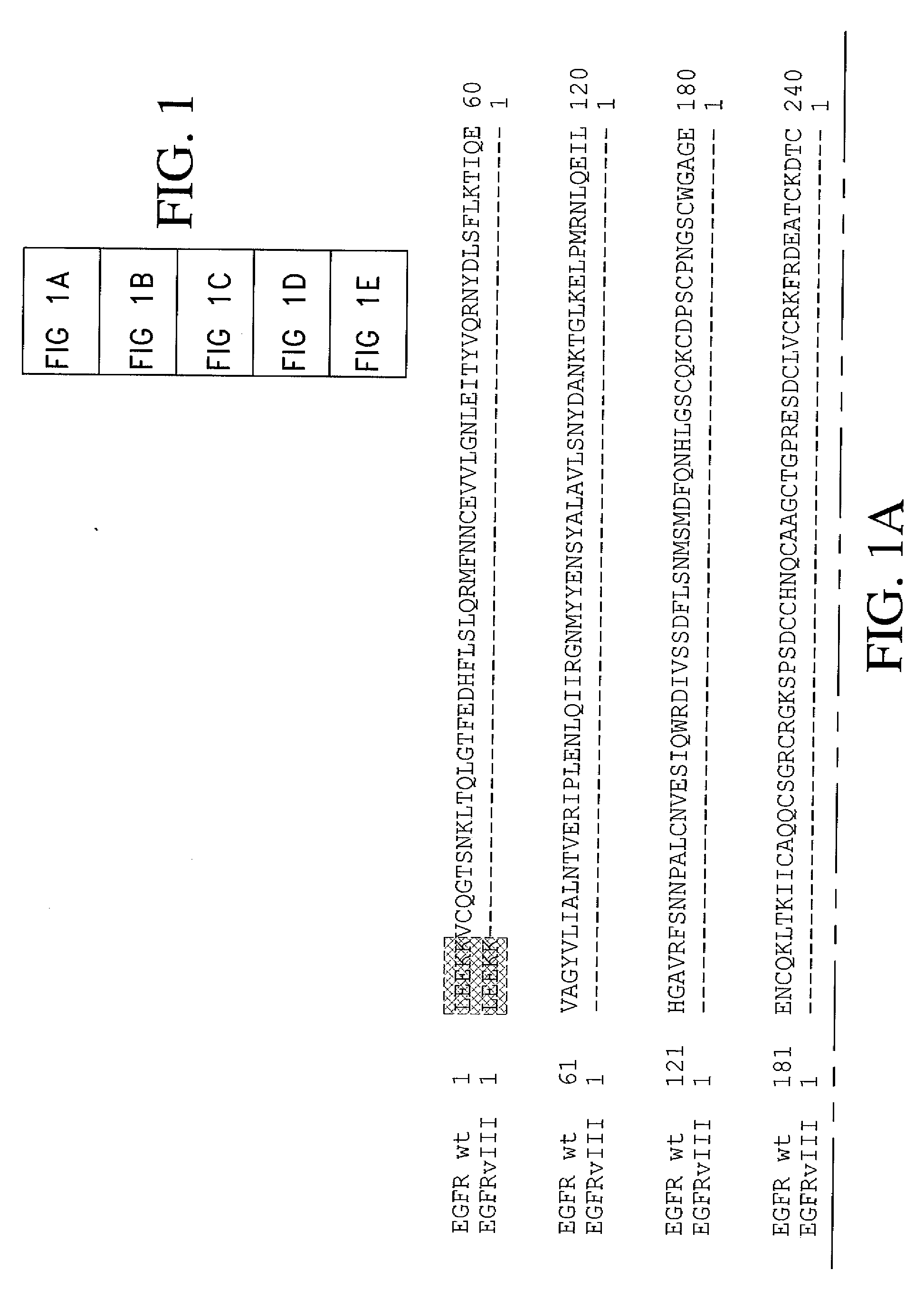 Antibodies directed to the deletion mutants of epidermal growth factor receptor and uses thereof