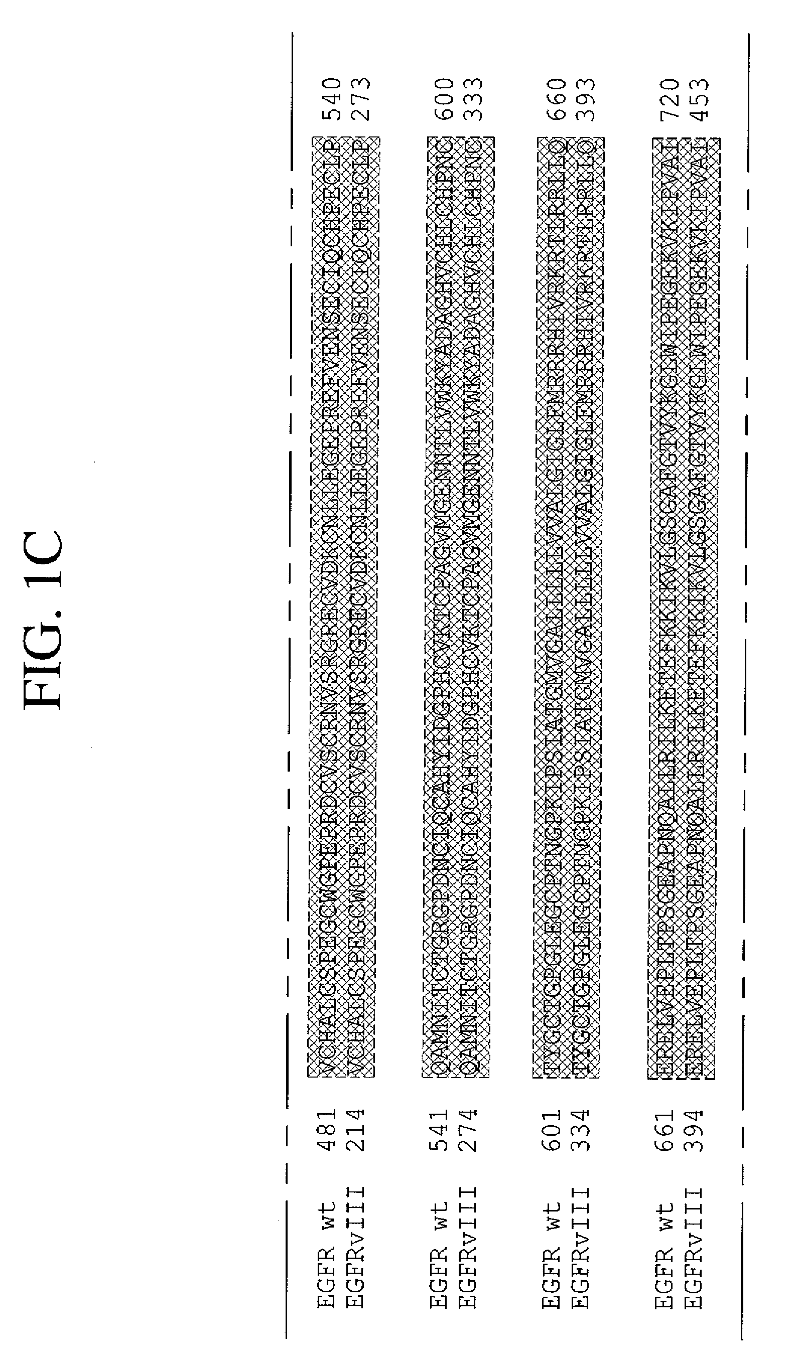 Antibodies directed to the deletion mutants of epidermal growth factor receptor and uses thereof