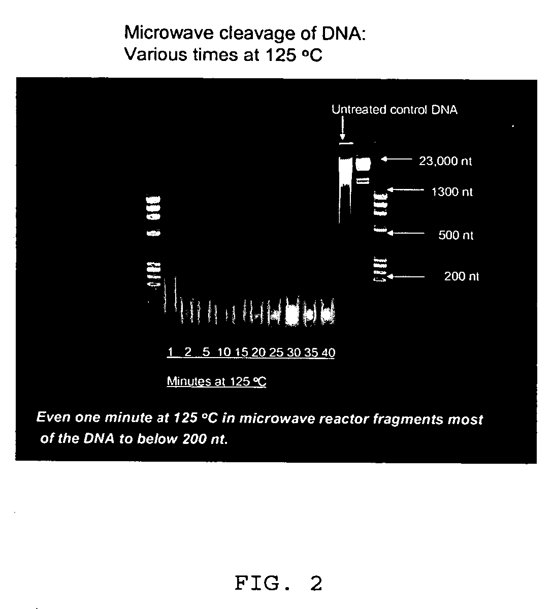 Microwave mediated synthesis of nucleic acid probes