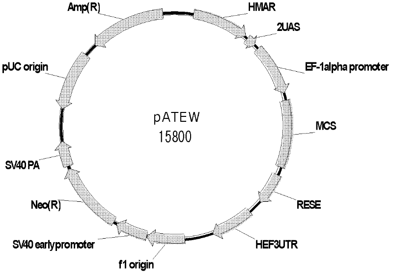 Vector for mediating high-efficiency expression of exogenous gene in cells of mammal and use thereof