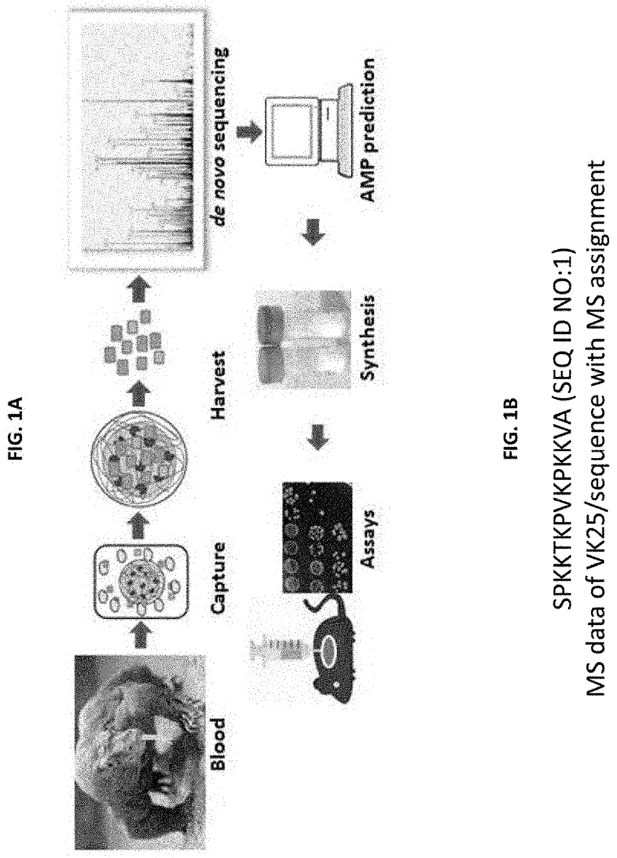 Antimicrobial peptides with wound healing activity