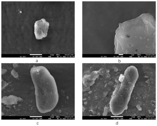 Preparation method and application of co-pyrolyzed biochar of pig bones and bamboo wood