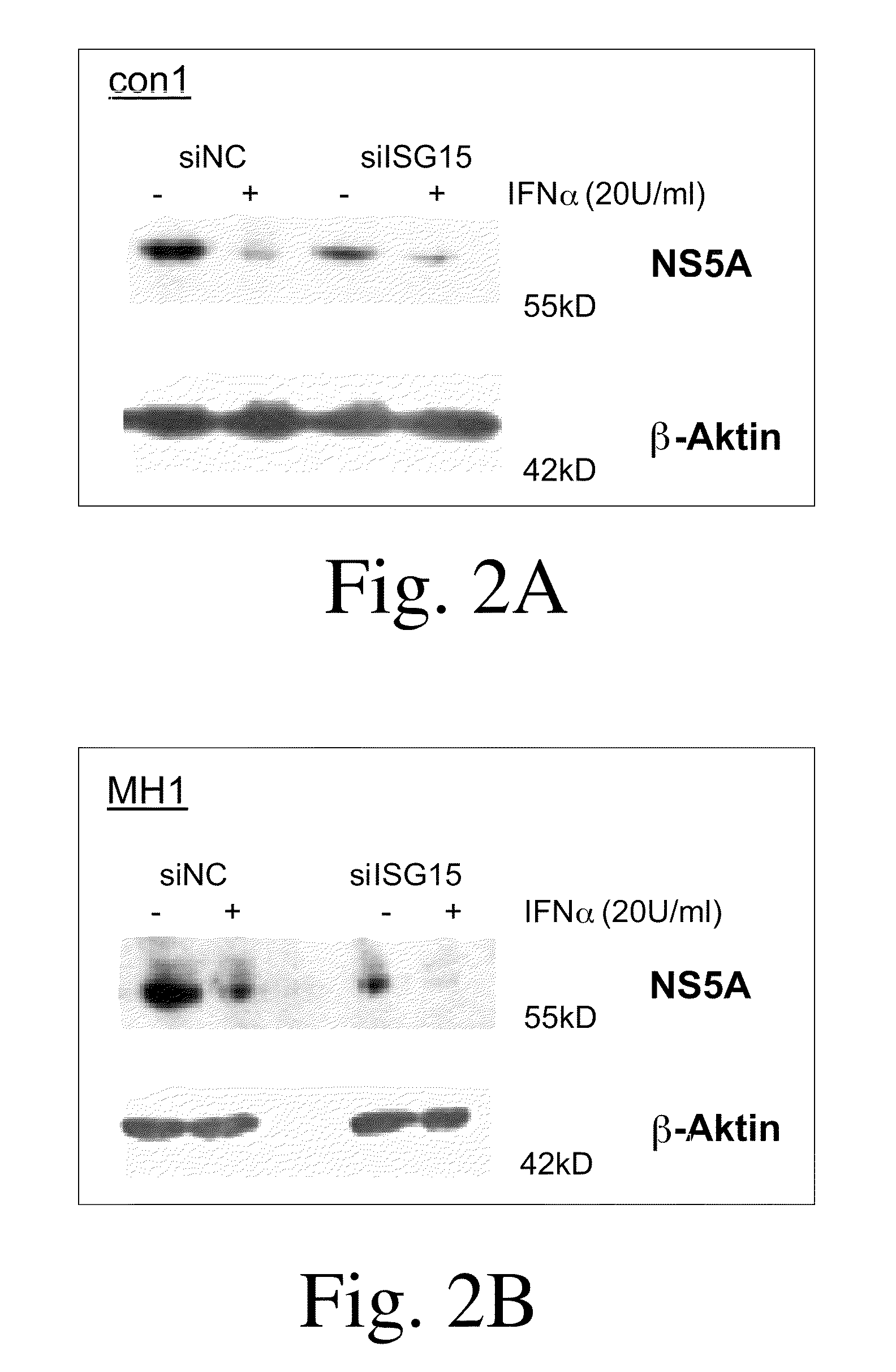 Novel therapeutic agents against hepatitis