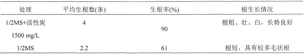 Tissue culture propagation method of taxodium hybrids'zhongshansha118'