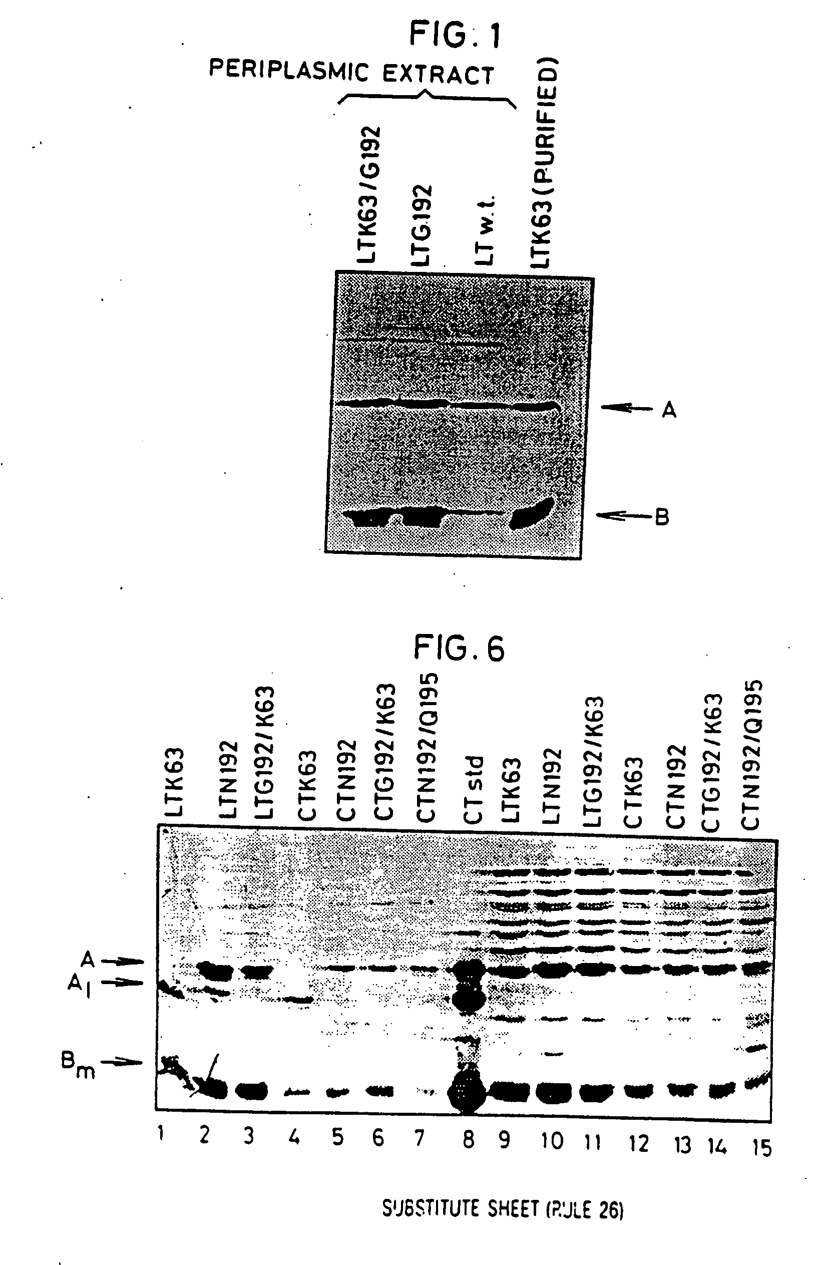 Immunogenic detoxified mutants of cholera toxin