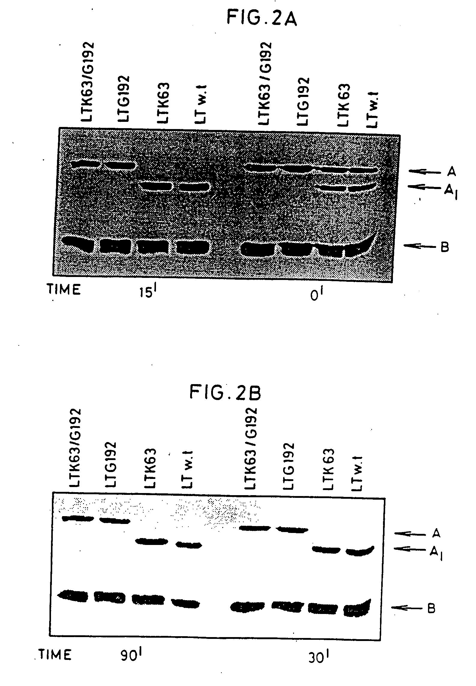 Immunogenic detoxified mutants of cholera toxin