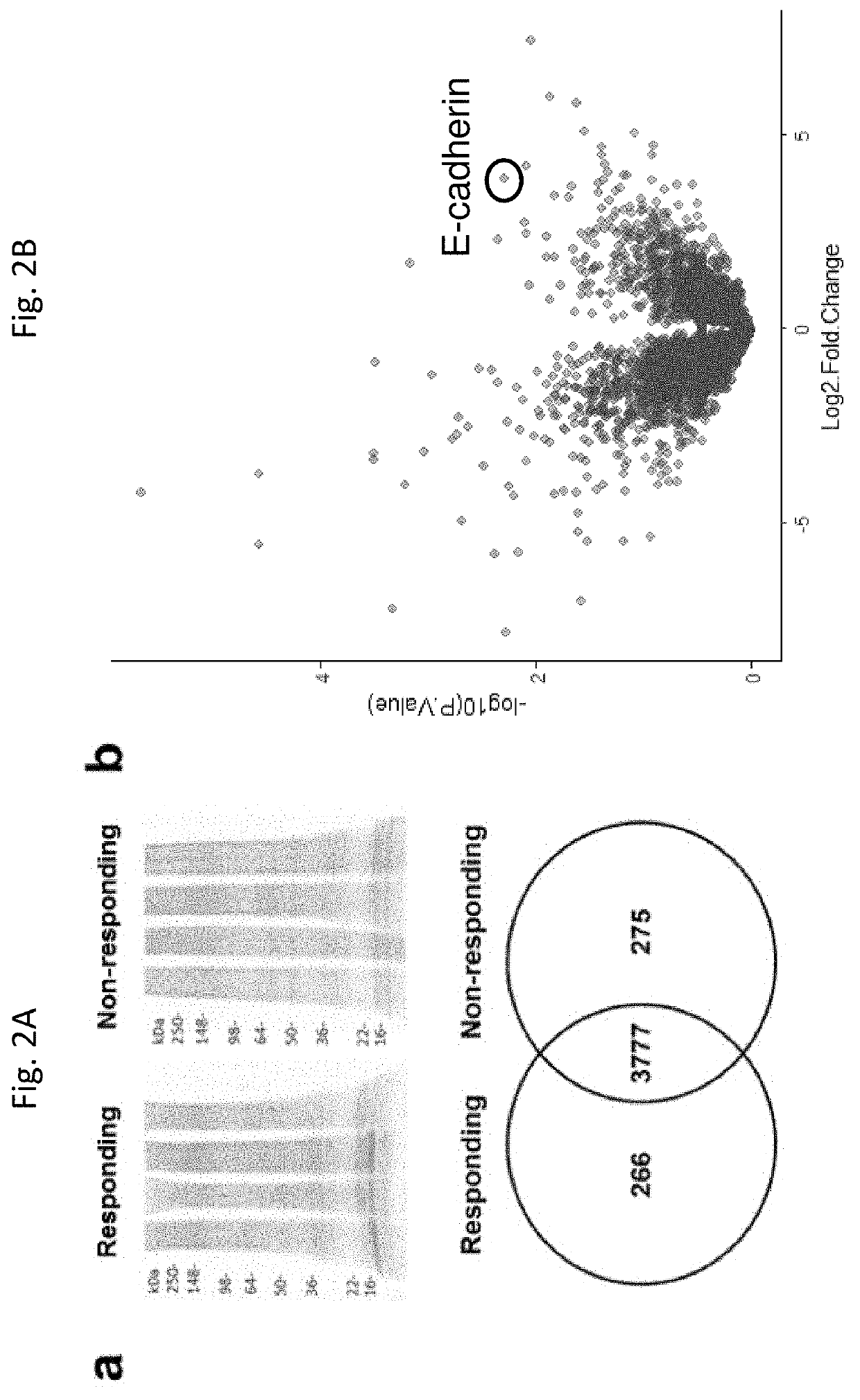 Methods for predicting responsiveness of a cancer to an immunotherapeutic agent and methods of treating cancer