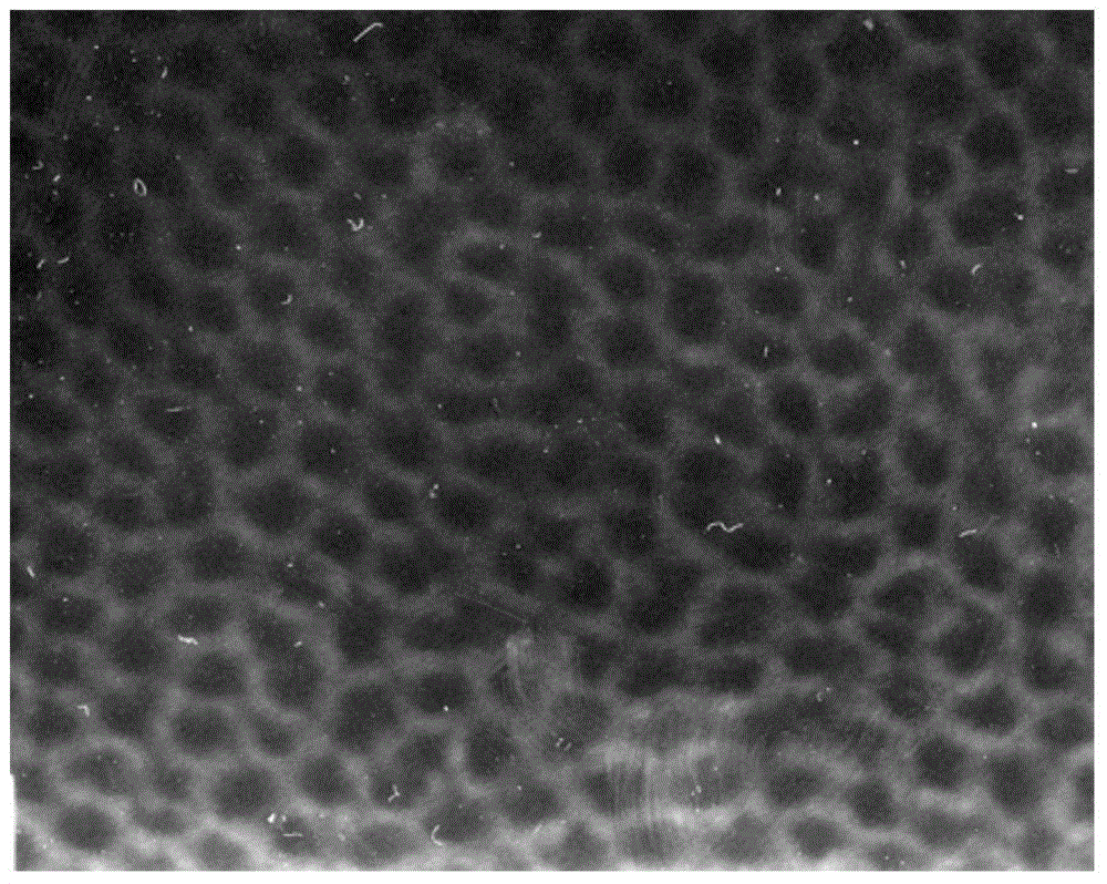 Polylactic acid (PLA) star-shaped diblock-copolymer medicinal functional material