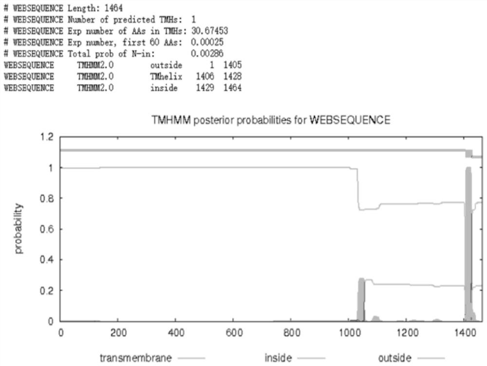 Feline coronavirus S recombinant protein and preparation method thereof