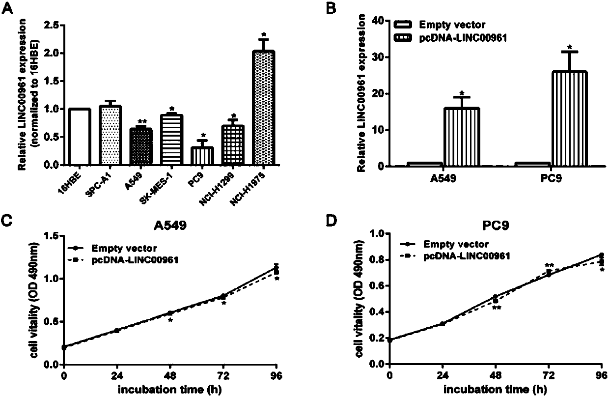 Long non-coding RNA (Ribose Nucleic Acid) and application thereof to diagnosis/treatment of non-small-cell lung cancer