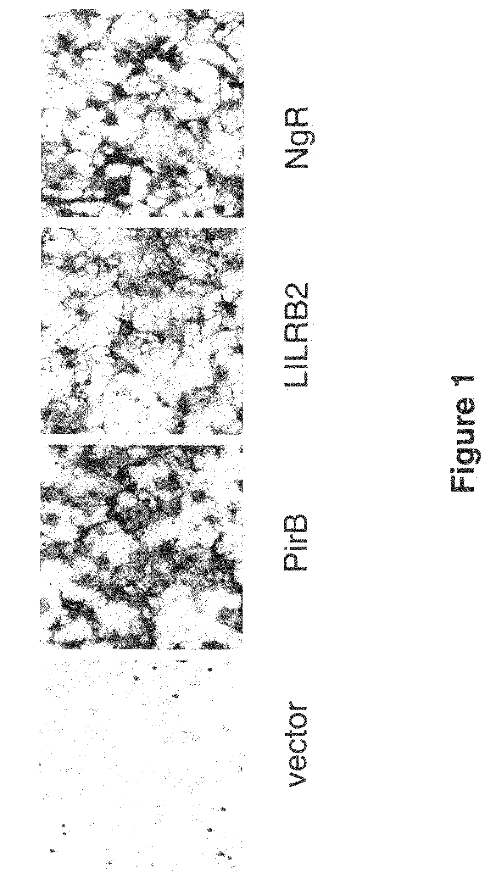 Modulators of neuronal regeneration