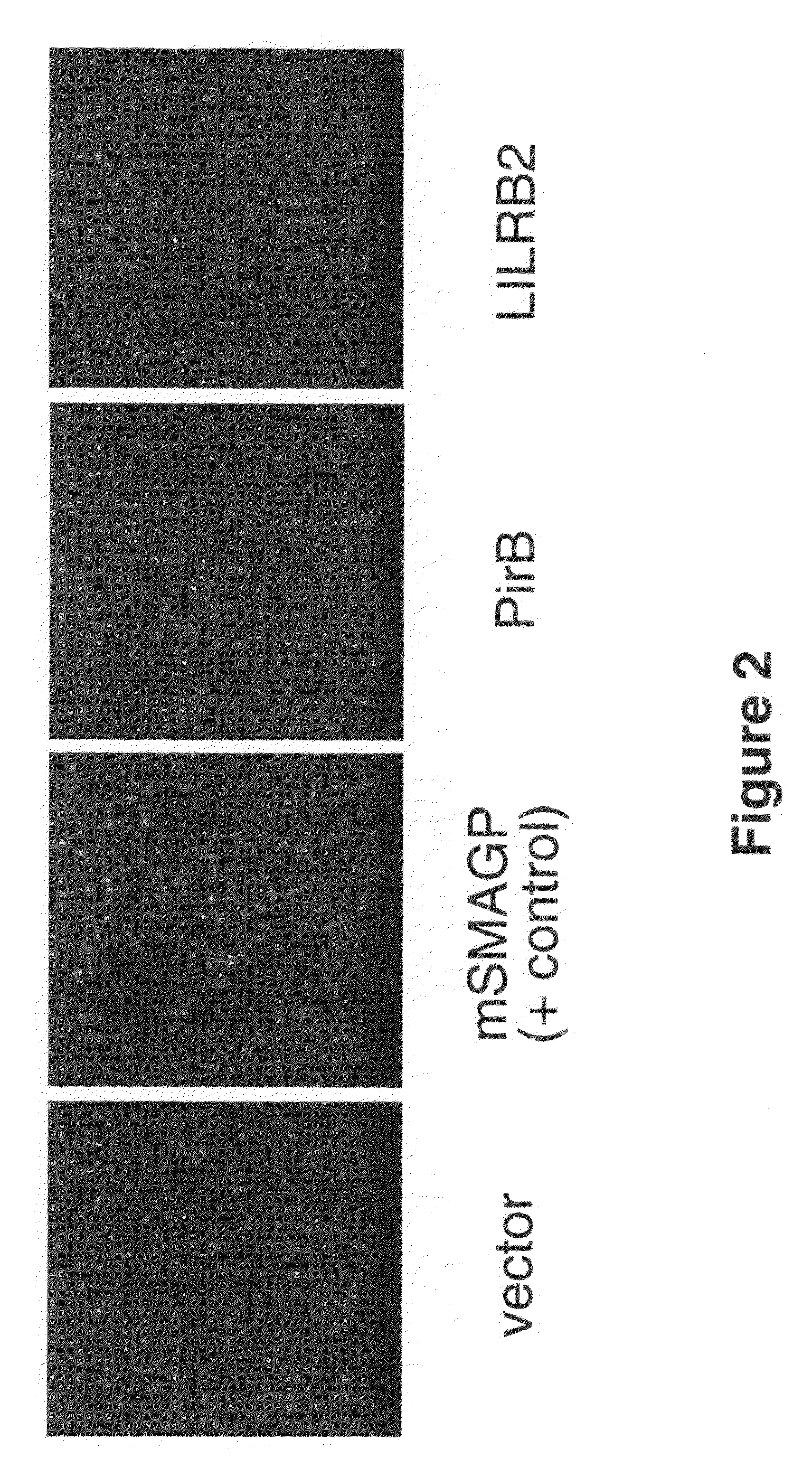 Modulators of neuronal regeneration