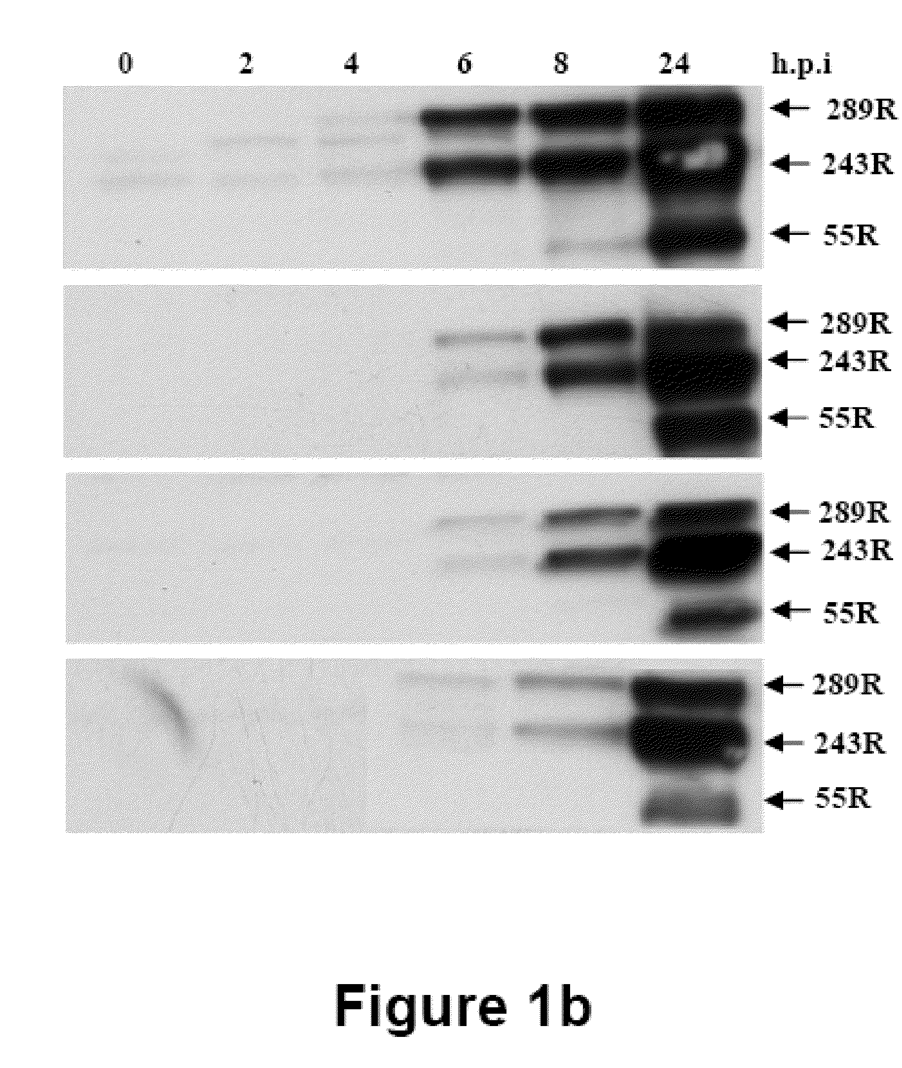 Tumor selective E1a and E1b mutants