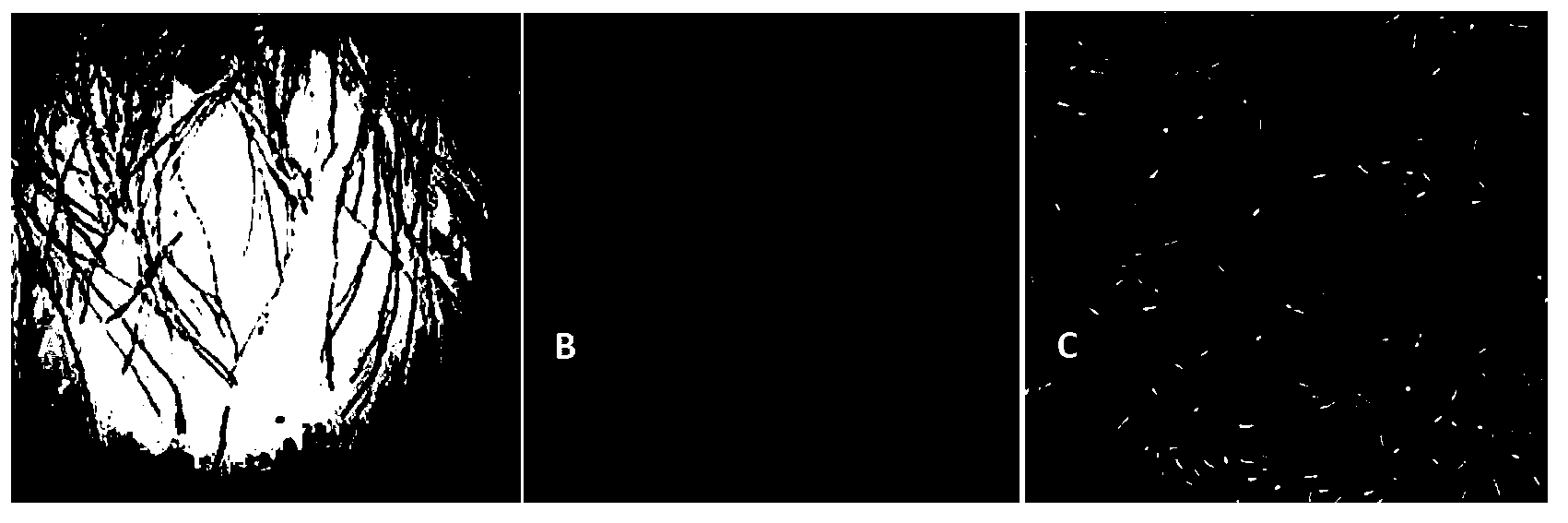 Microdochium bolleyi F10 strain microbial inoculum as well as preparation method and application thereof