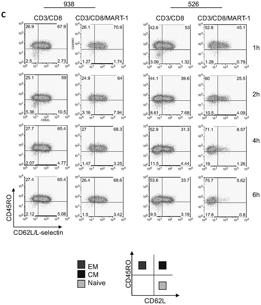 Tumor therapeutic agent improved through IL-12/CD62L fusion protein and preparation method and application thereof