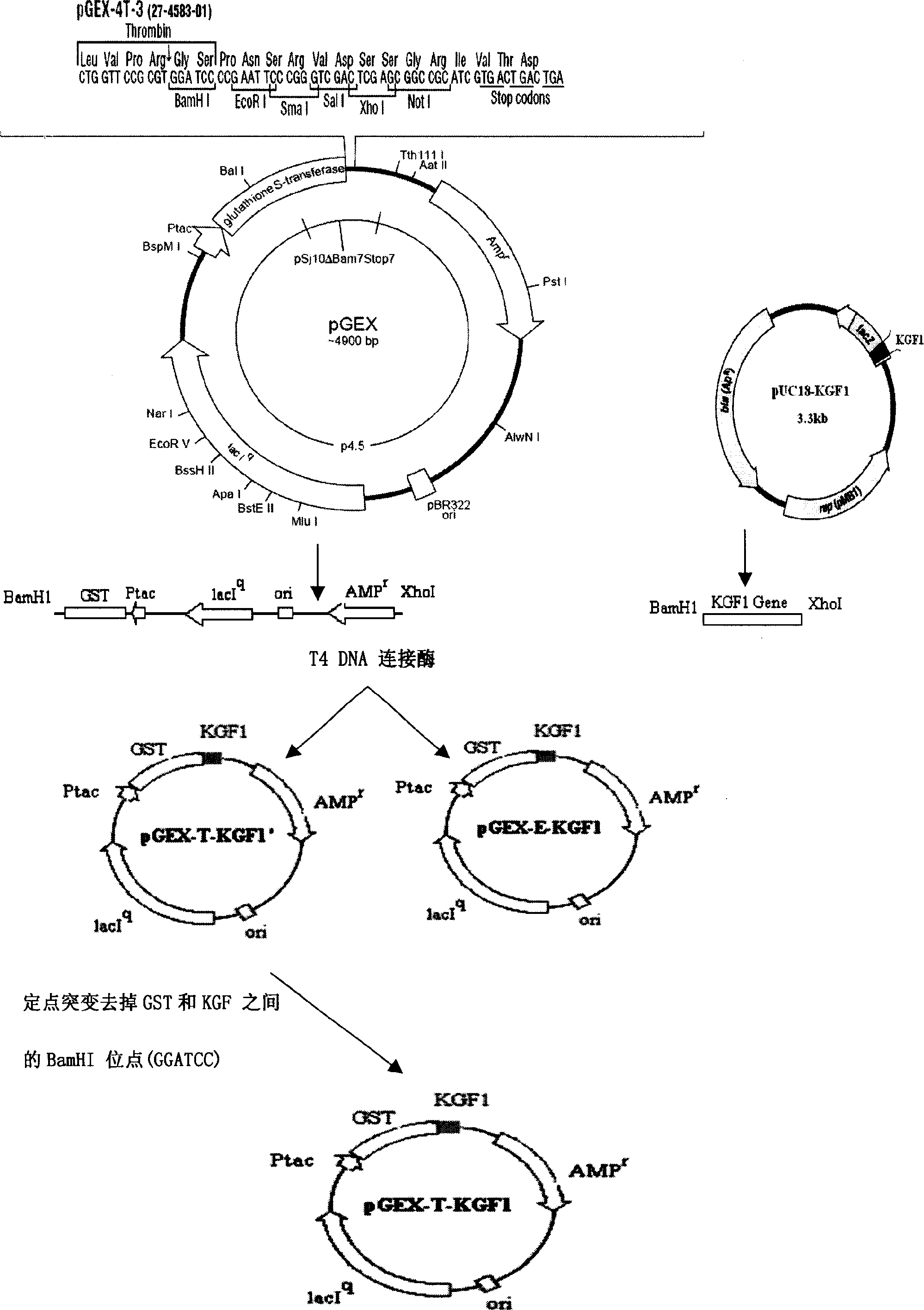 Recombinant human keratinized cell growth factor production method