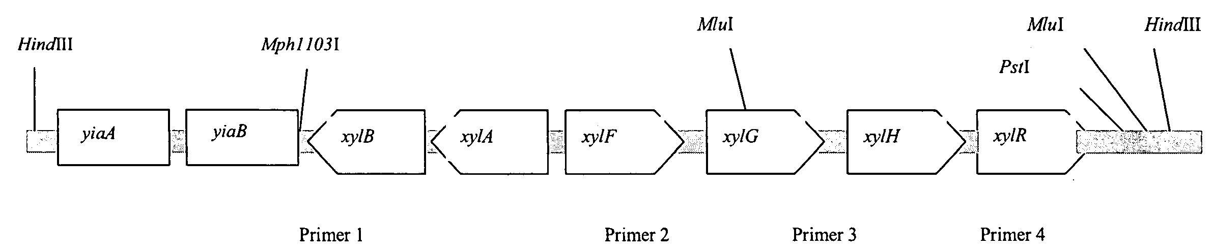 Method for producing l-amino acids by fermentation using bacteria having enhanced expression of xylose utilization genes