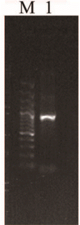 Two-way starting plant expression vector system of double recombination sites