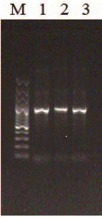 Two-way starting plant expression vector system of double recombination sites