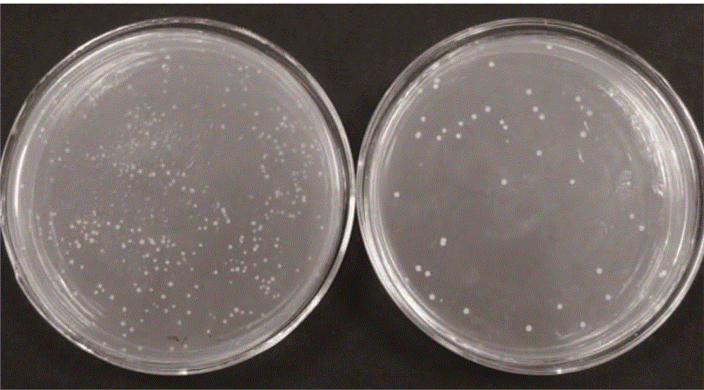 Two-way starting plant expression vector system of double recombination sites