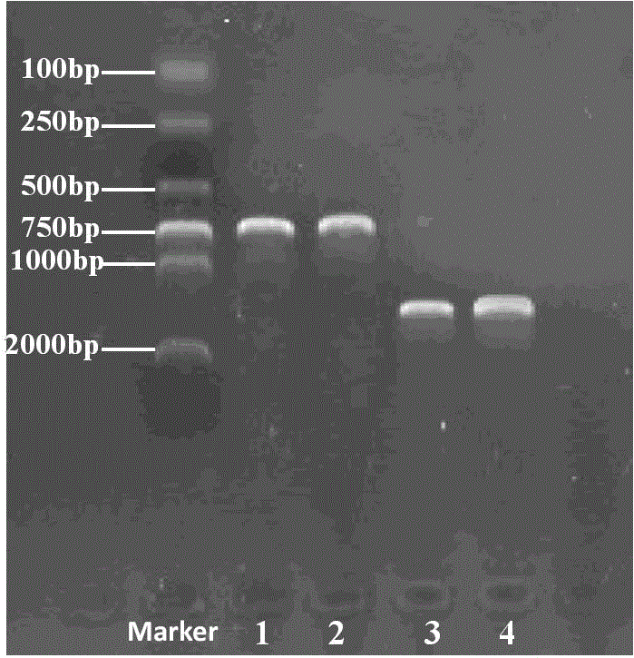 Method for identifying high-homology marine vibrios based on rpoB genes