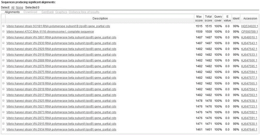 Method for identifying high-homology marine vibrios based on rpoB genes