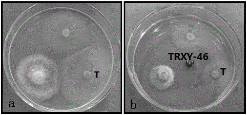 Application of sophora tonkinensis endophytic fungus TRXY-46 in preventing and controlling panax notoginseng anthracnose