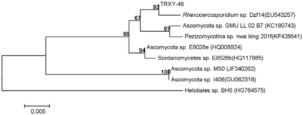 Application of sophora tonkinensis endophytic fungus TRXY-46 in preventing and controlling panax notoginseng anthracnose