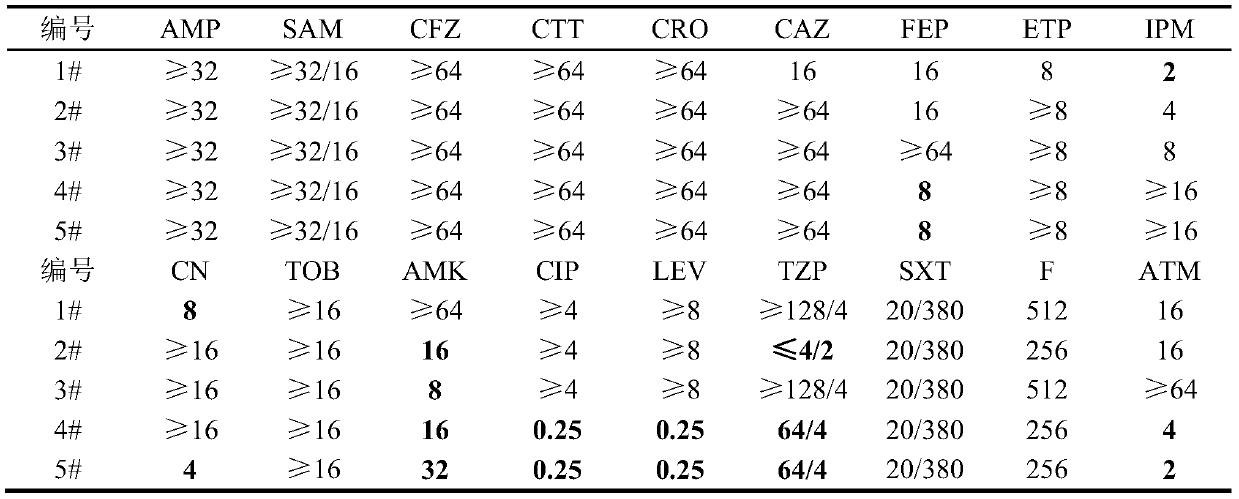 Application of sanguinarine in inhibiting growth of multi-drug-resistant serratia marcescens