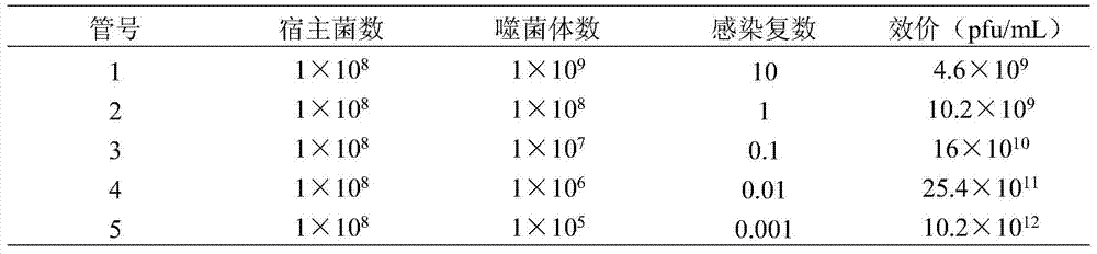 Acinetobacter baumannii phage and its application