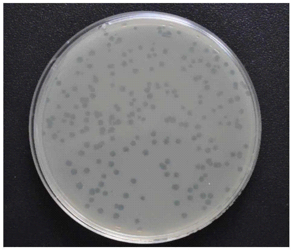 Acinetobacter baumannii phage and its application