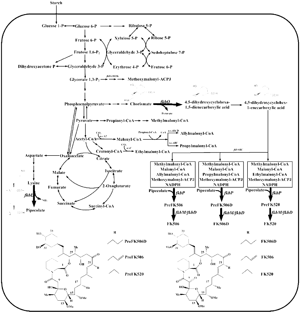 Secondary approach transformation method based on instruction of FK506 production bacterial strain wave chain streptomycete genome scale metabolic network model