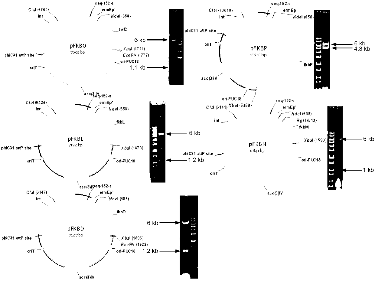 Secondary approach transformation method based on instruction of FK506 production bacterial strain wave chain streptomycete genome scale metabolic network model