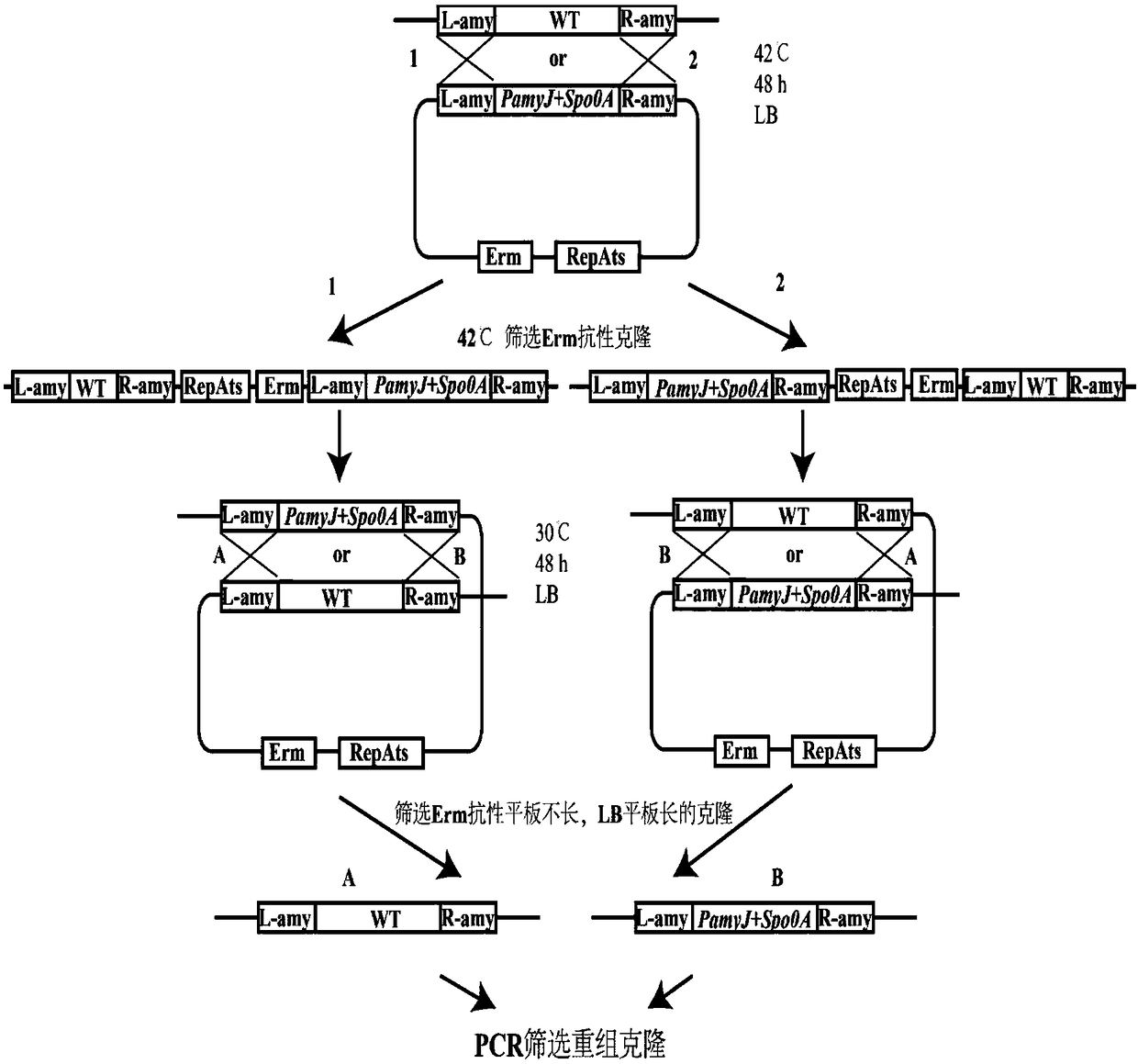 Method for increasing yield of antifungal peptide bacillomycin D by over-expression of spo0A gene