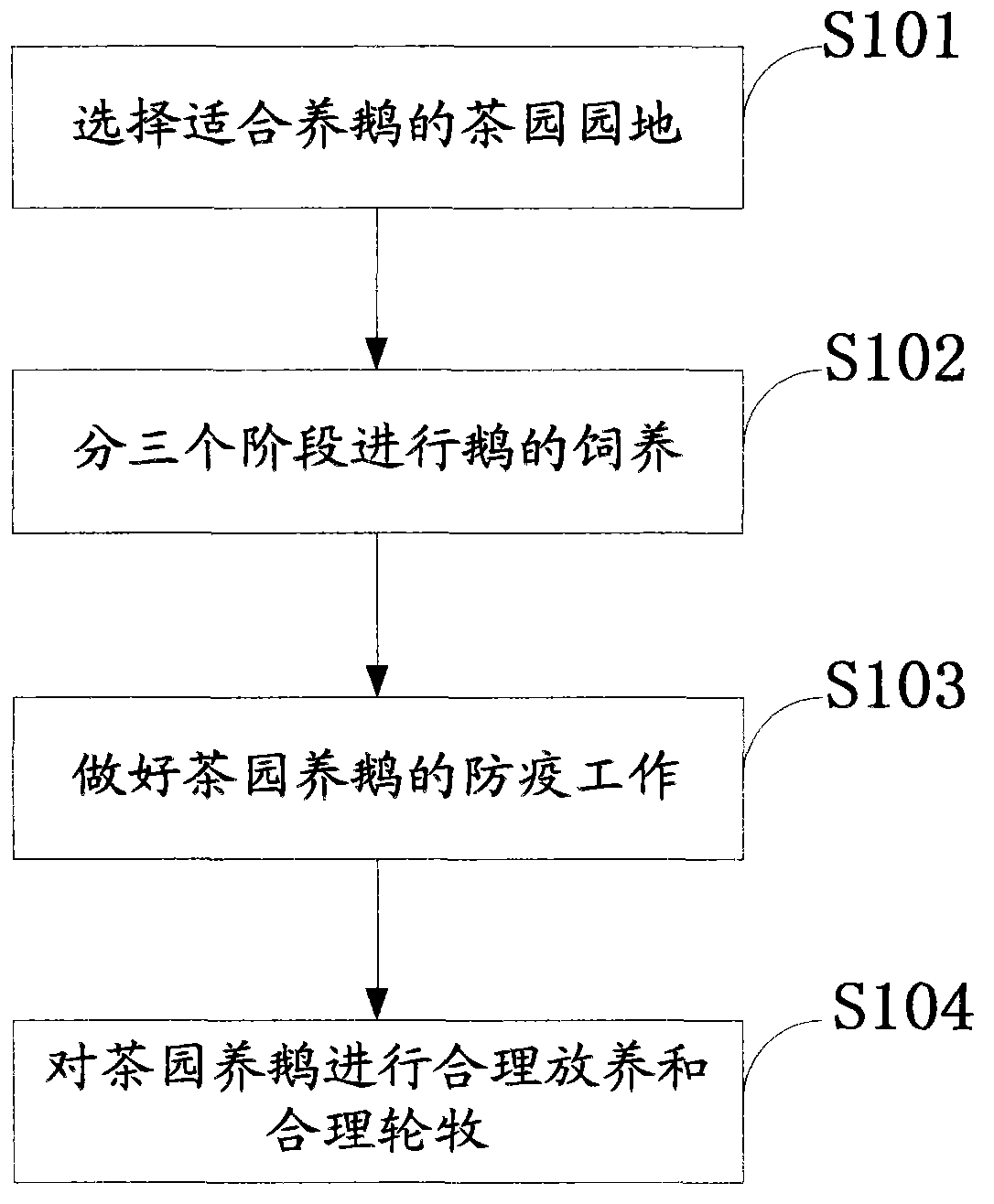 Tea-garden-type goose raising method