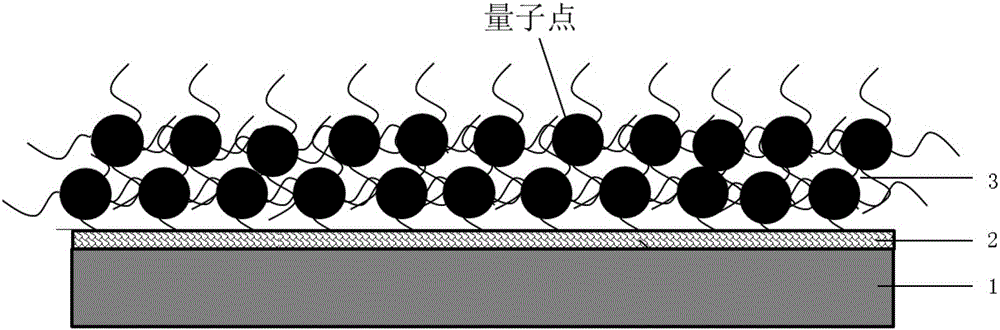 Quantum dot colored film and preparation method therefor