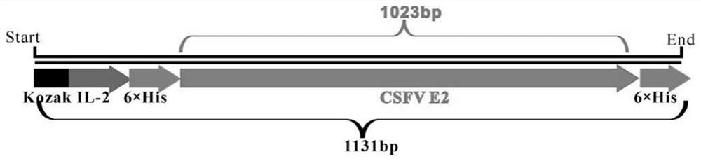 A kind of swine fever, porcine pseudorabies and porcine circovirus type 2 triple subunit vaccine and its preparation method and application