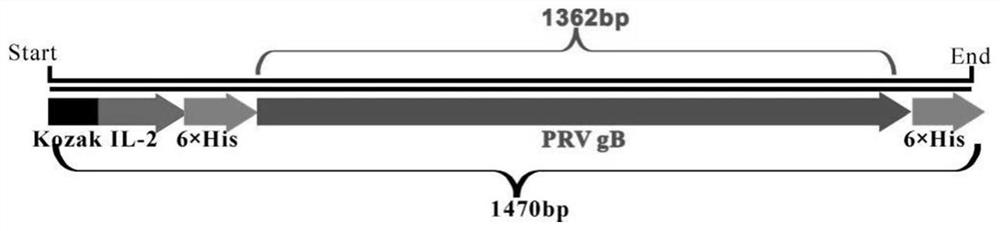 A kind of swine fever, porcine pseudorabies and porcine circovirus type 2 triple subunit vaccine and its preparation method and application