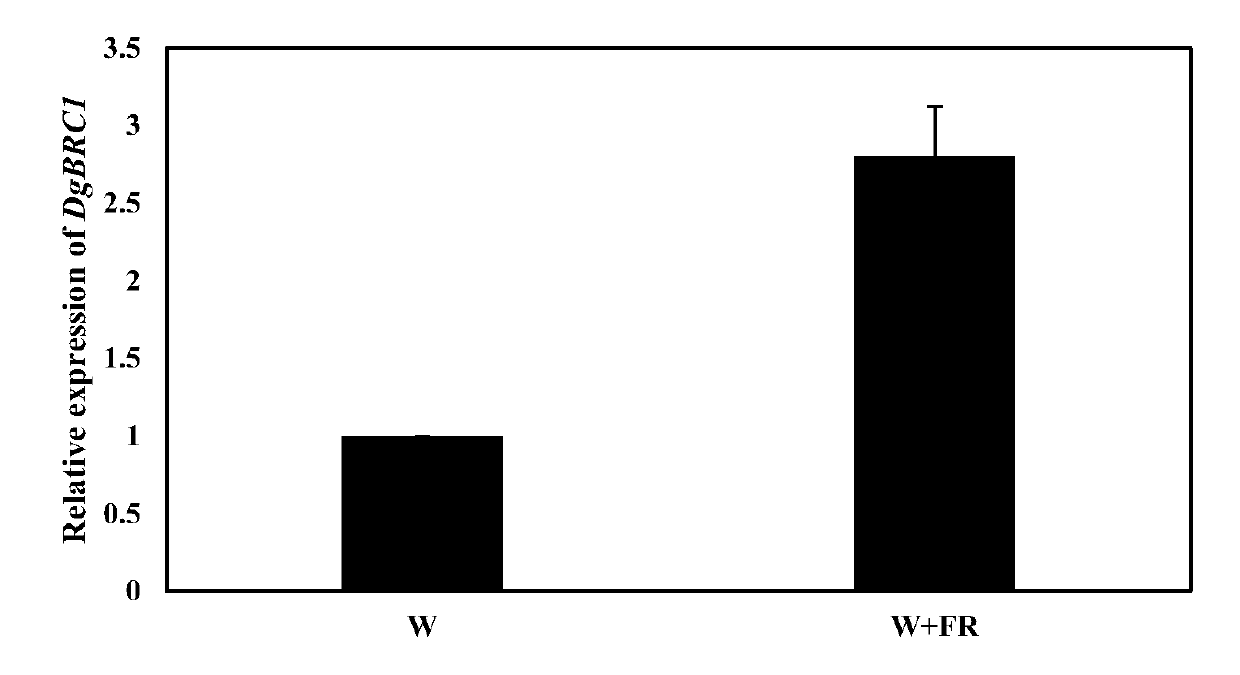 A method for controlling the elongation of side branches of cut chrysanthemum