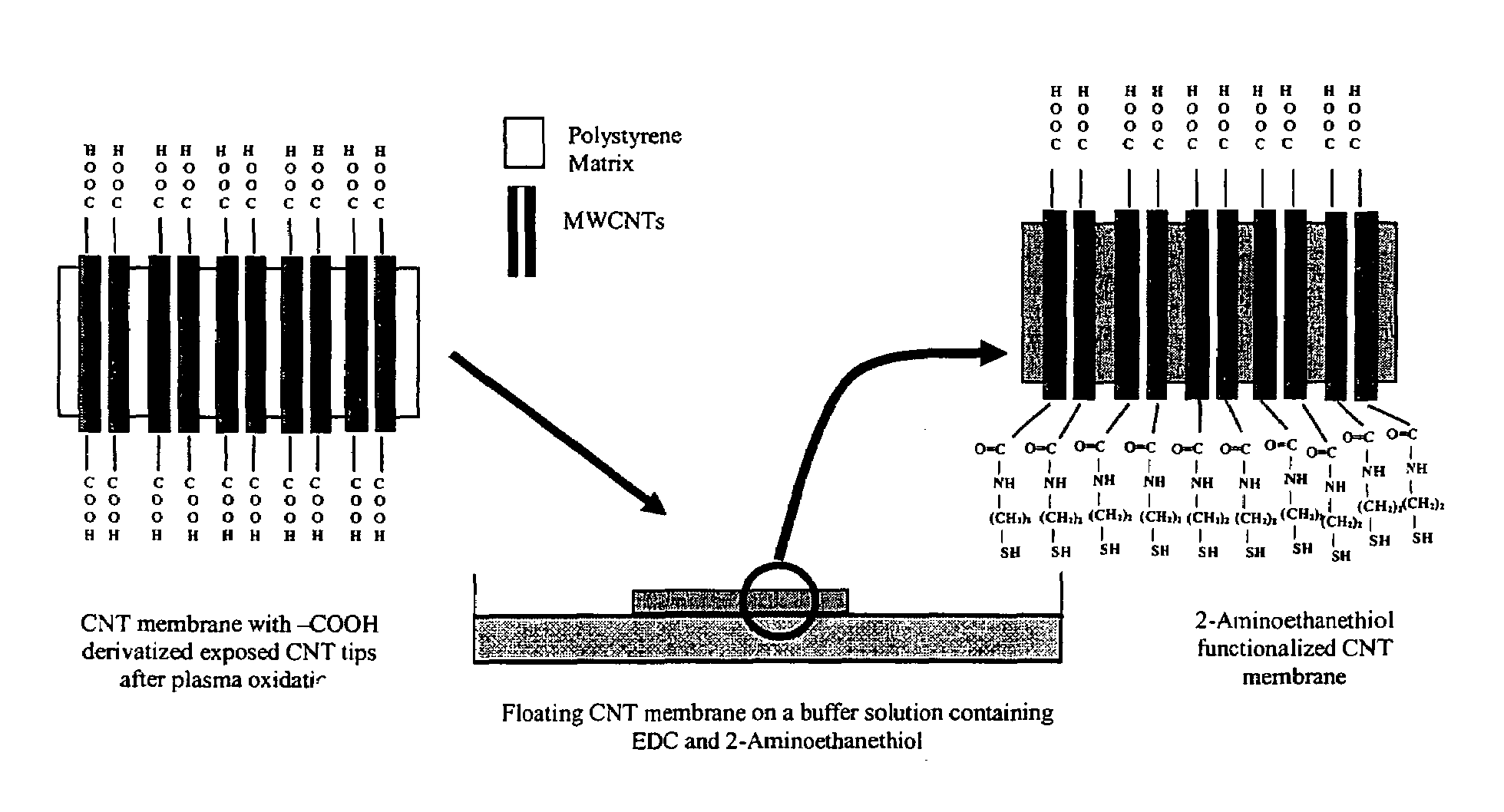 Aligned nanotubule membranes