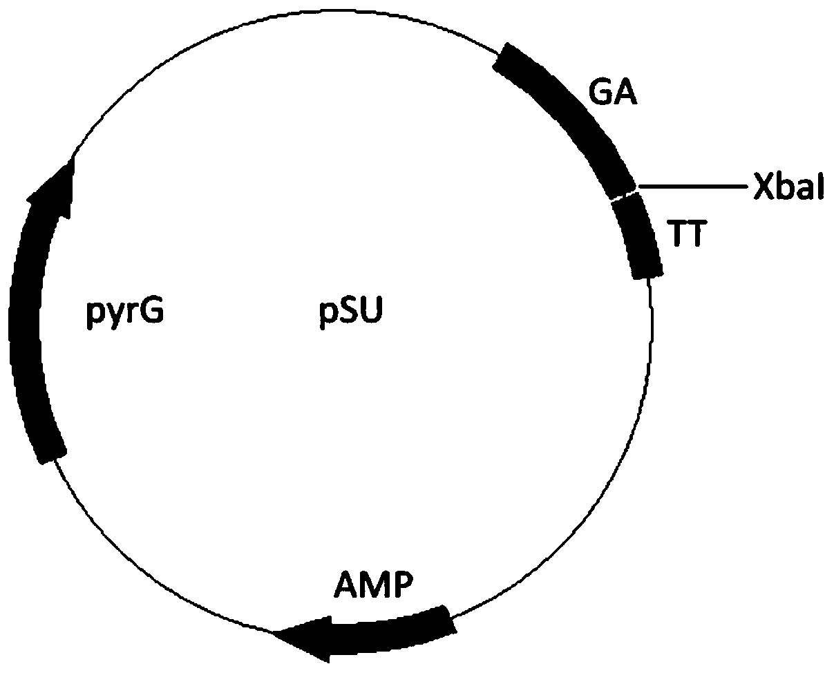 Aspergillus niger strain with high rhamnosidase yield