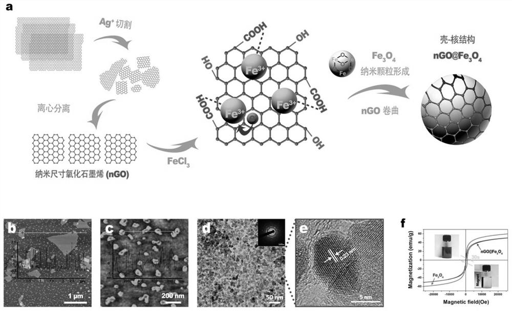 A kind of preparation method of magnetic control protein composite cell membrane sheet