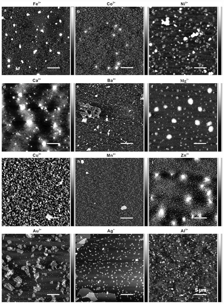 A kind of preparation method of magnetic control protein composite cell membrane sheet