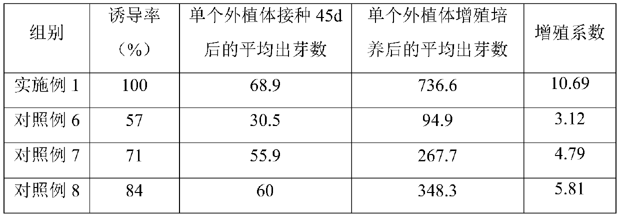 Tissue culture method of cymbidium hybridum