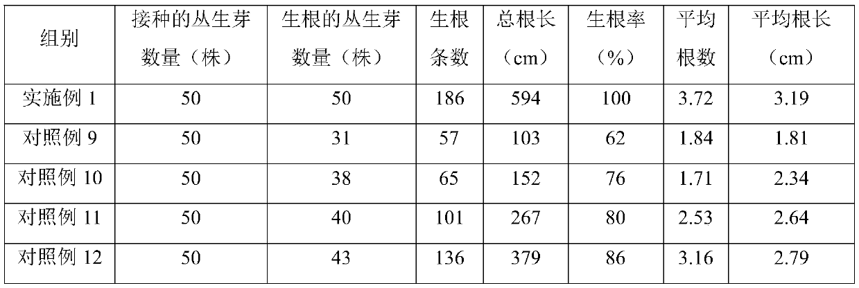 Tissue culture method of cymbidium hybridum