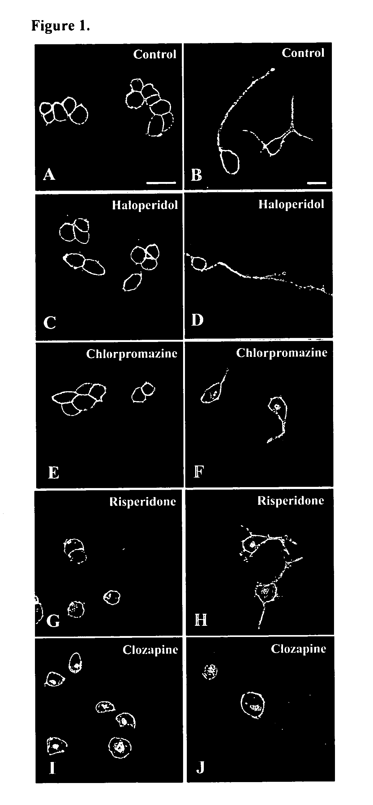 Assay for screening antipsychotic drugs