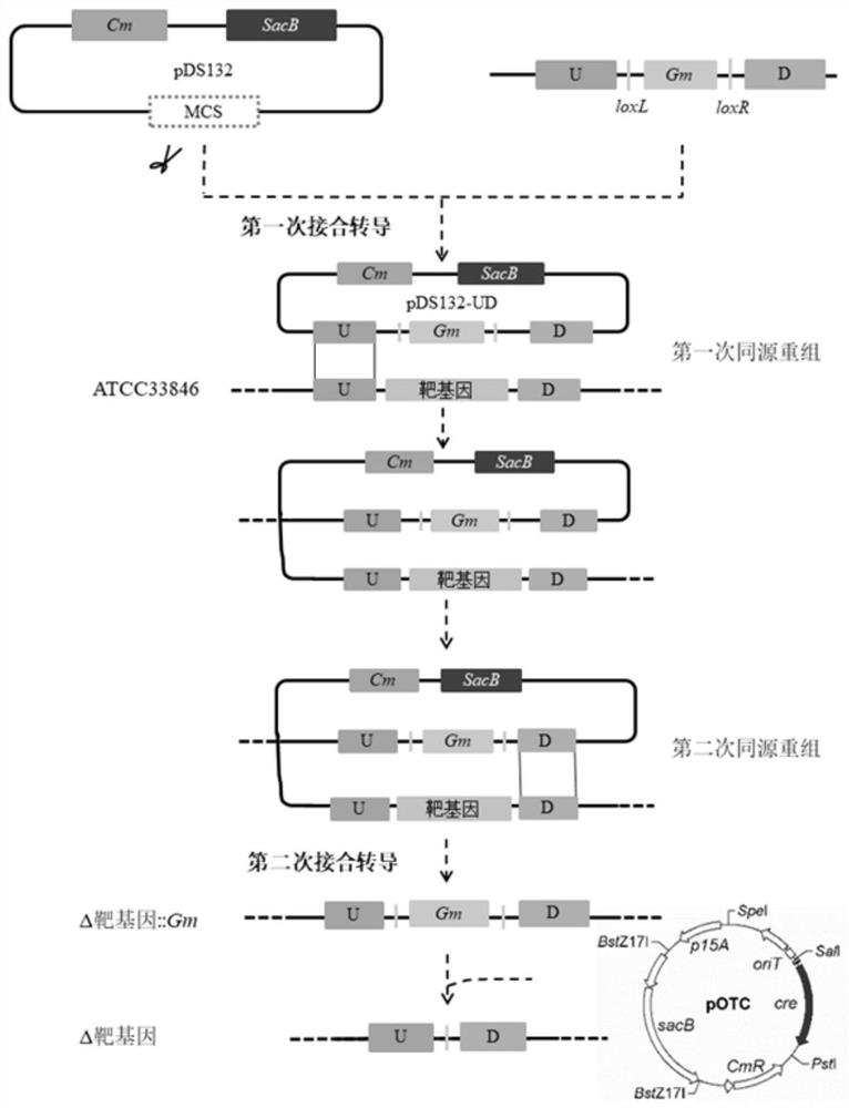 Construction method of vibrio parahaemolyticus gene efficient knockout plasmid